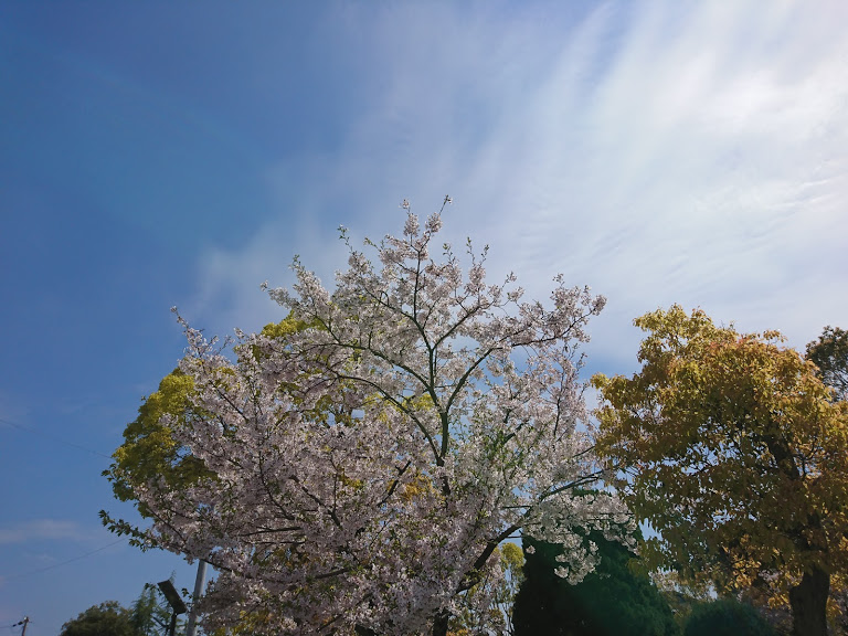 桜